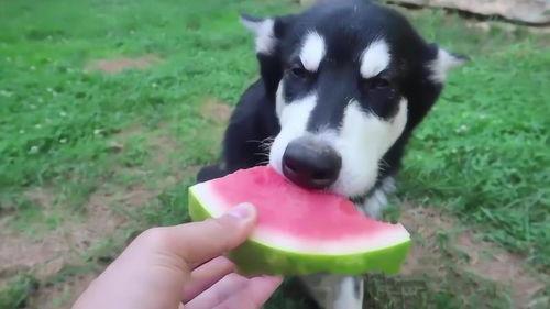 动物也吃瓜,揭秘动物们的“吃瓜”生活